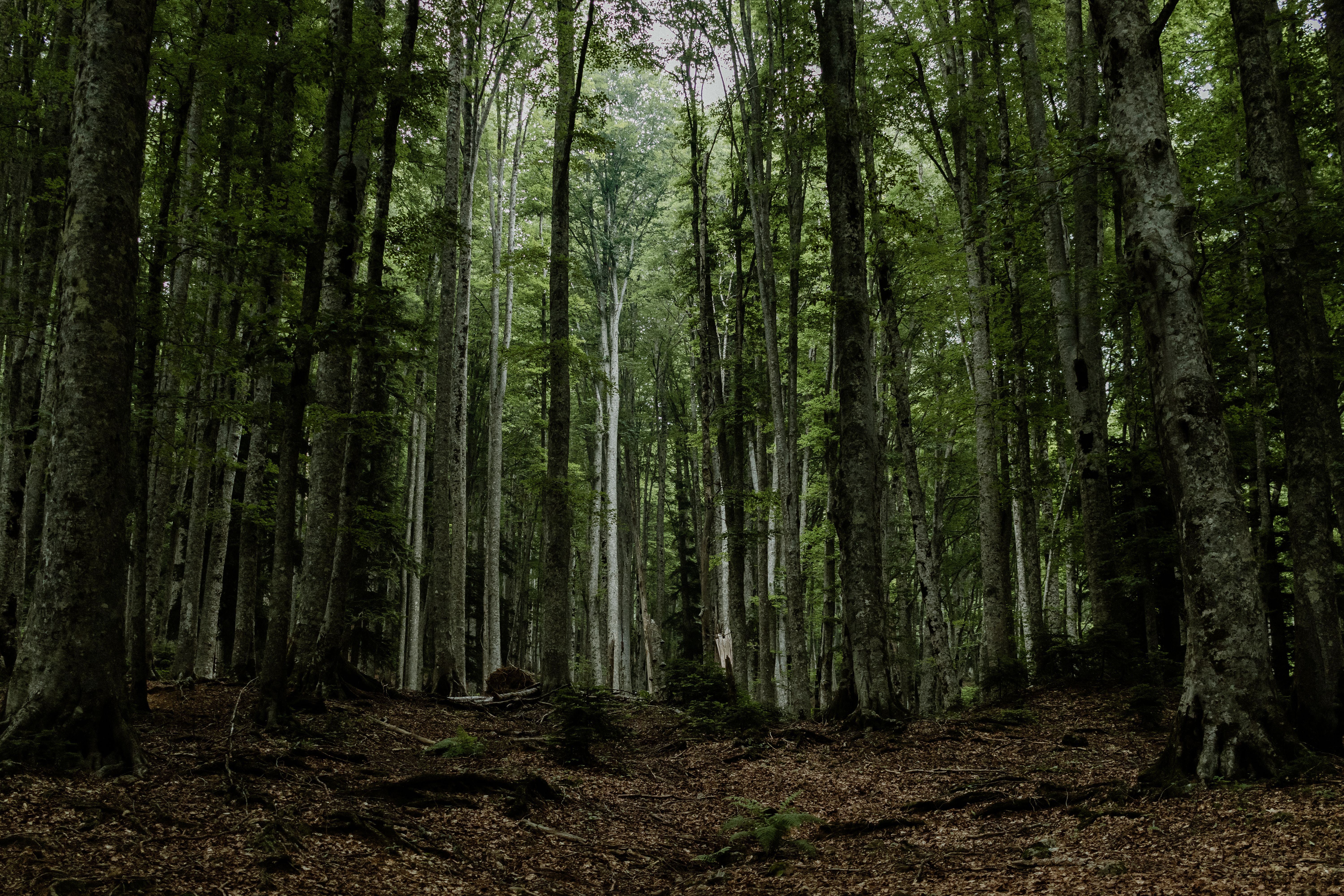 Tartufi Neri Pregiati Interi Conservati — 3