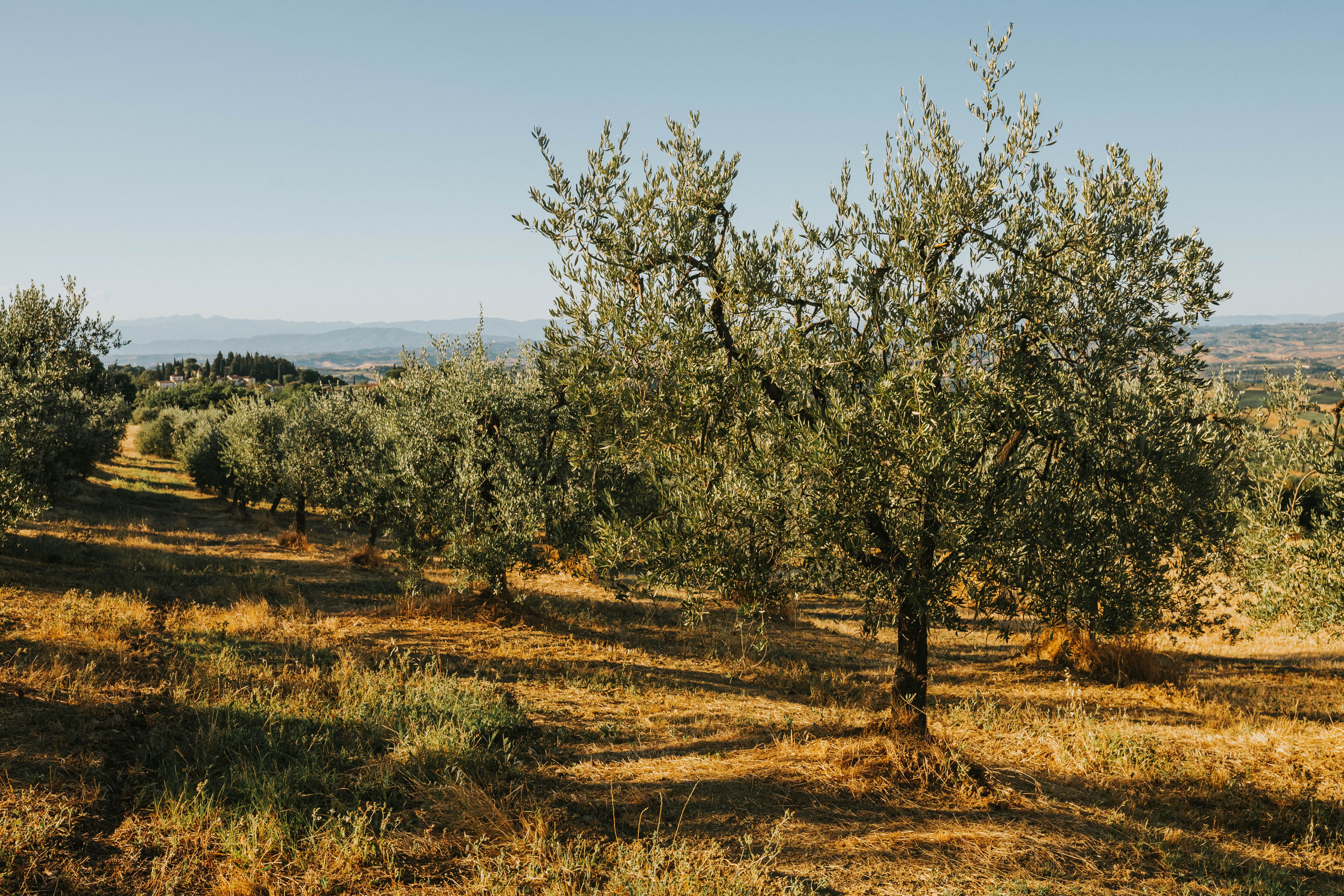 Olio EVO Cilento DOP 500ml — 4