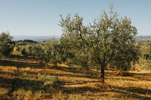 Olio EVO Cilento DOP 500ml — 4