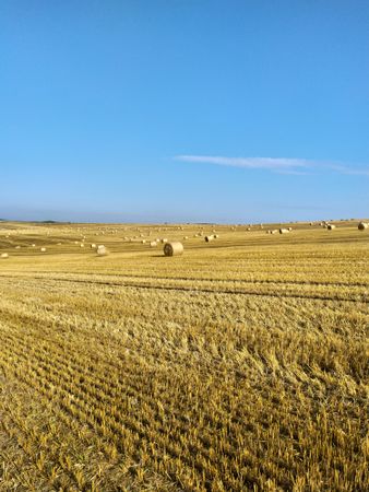 Pinoli Italiani di San Rossore — 3