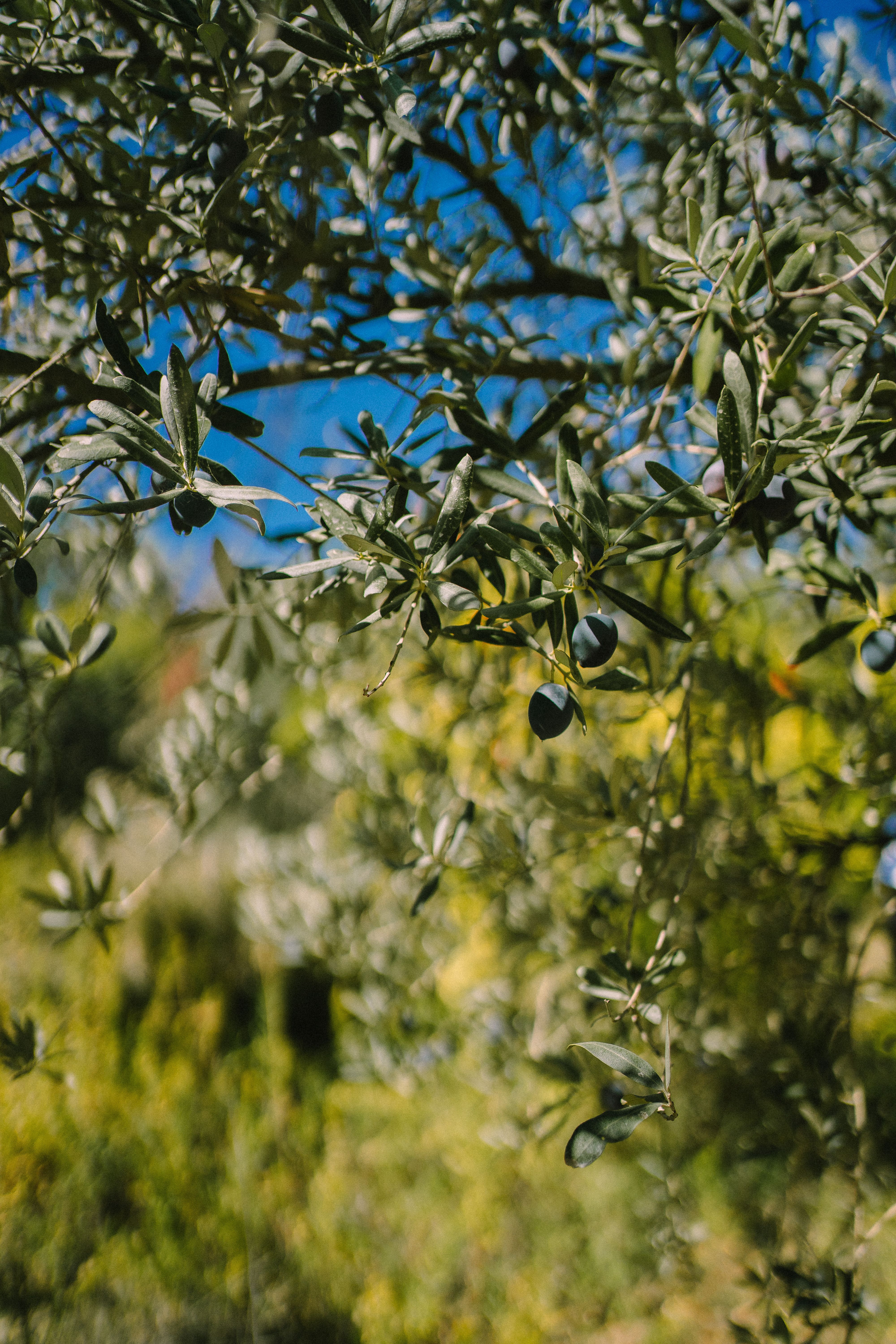 Olio EVO Umbria DOP Moraiolo 500ml — 2