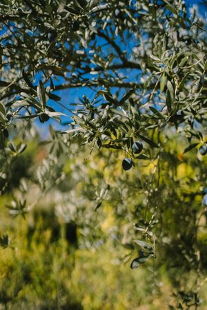 Olio EVO Umbria DOP Moraiolo 500ml — 2