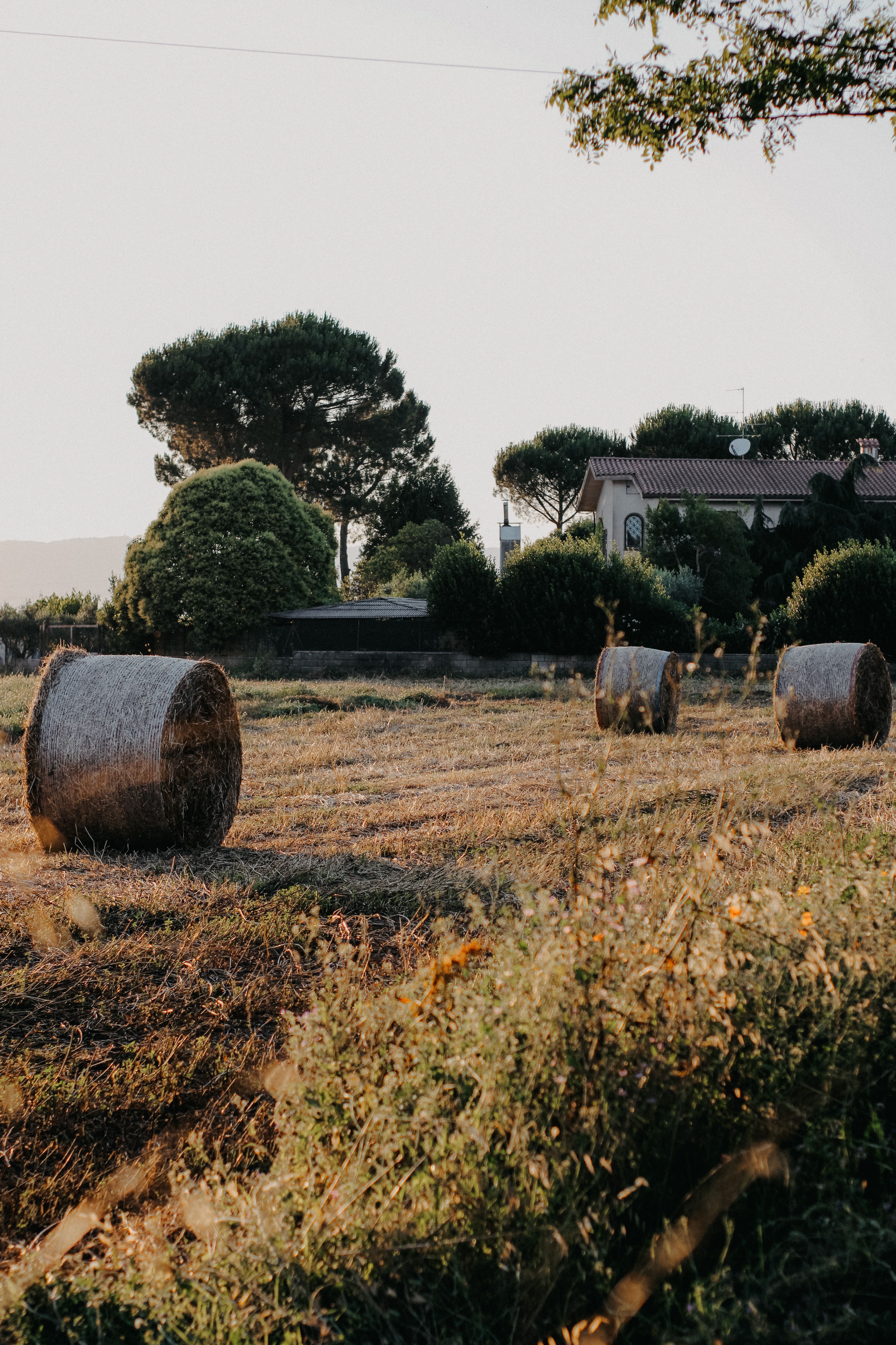 Mandorle di Noto Sgusciate — 3