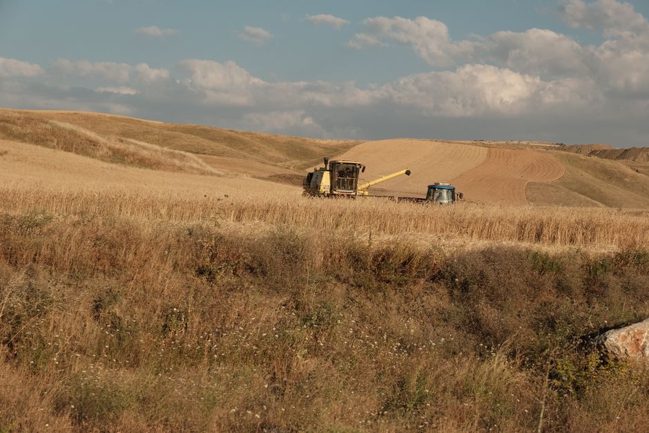 Lenticchie di montagna — Terre del Sole di Puglia