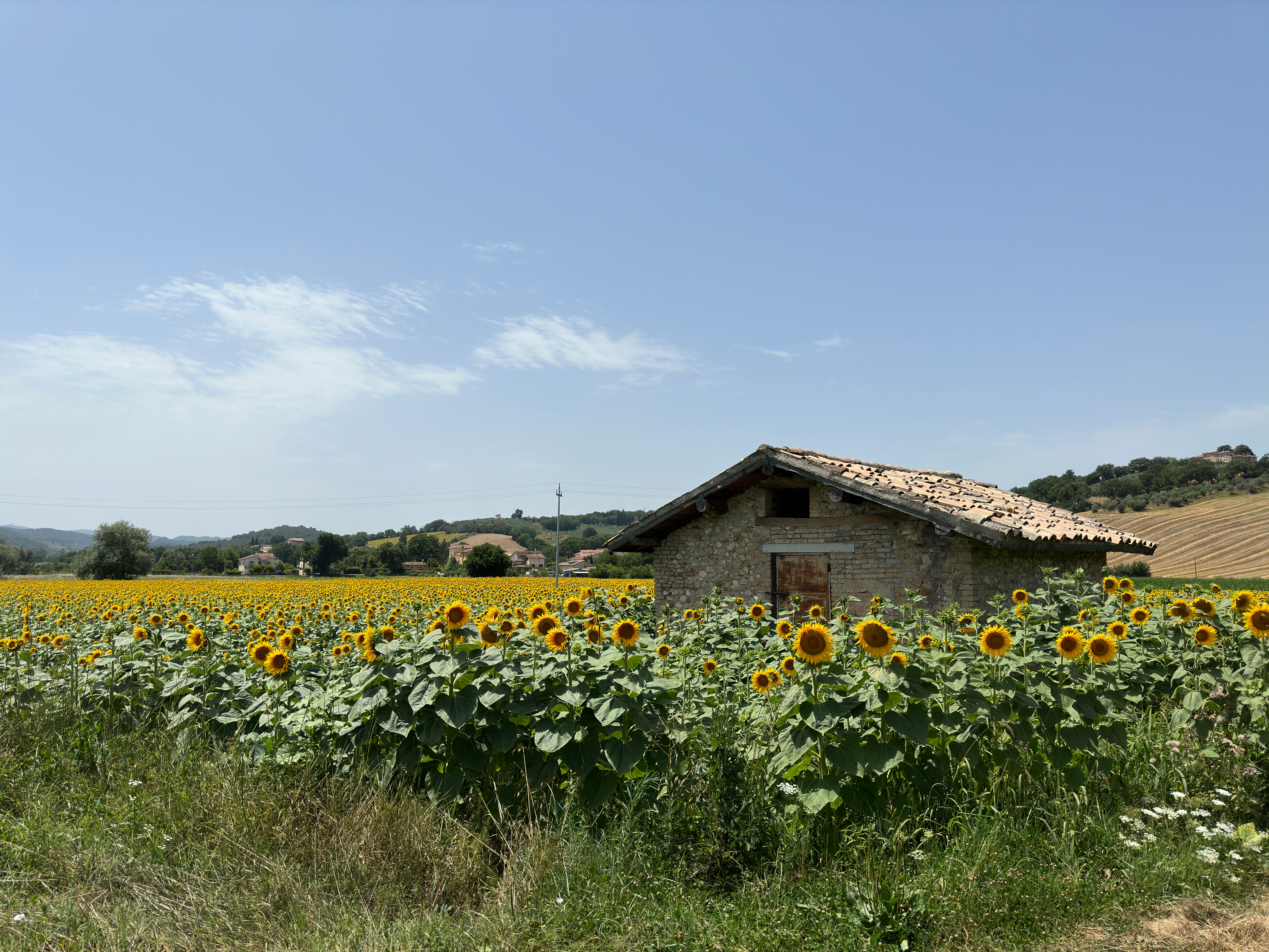 Farro della Garfagnana IGP — 3