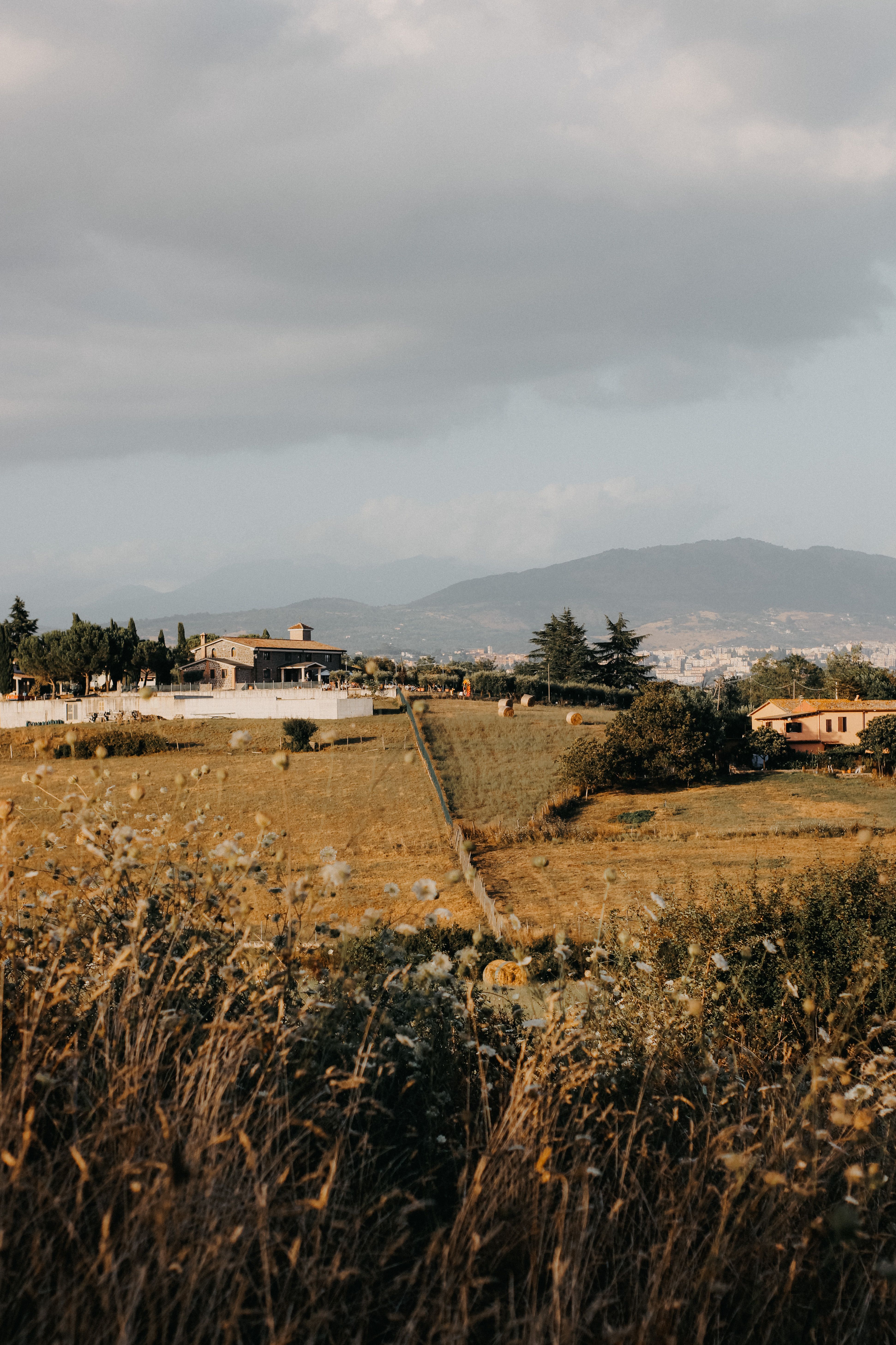 Pinoli Italiani di San Rossore
