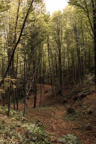 Grissini Stirati a Mano al Tartufo