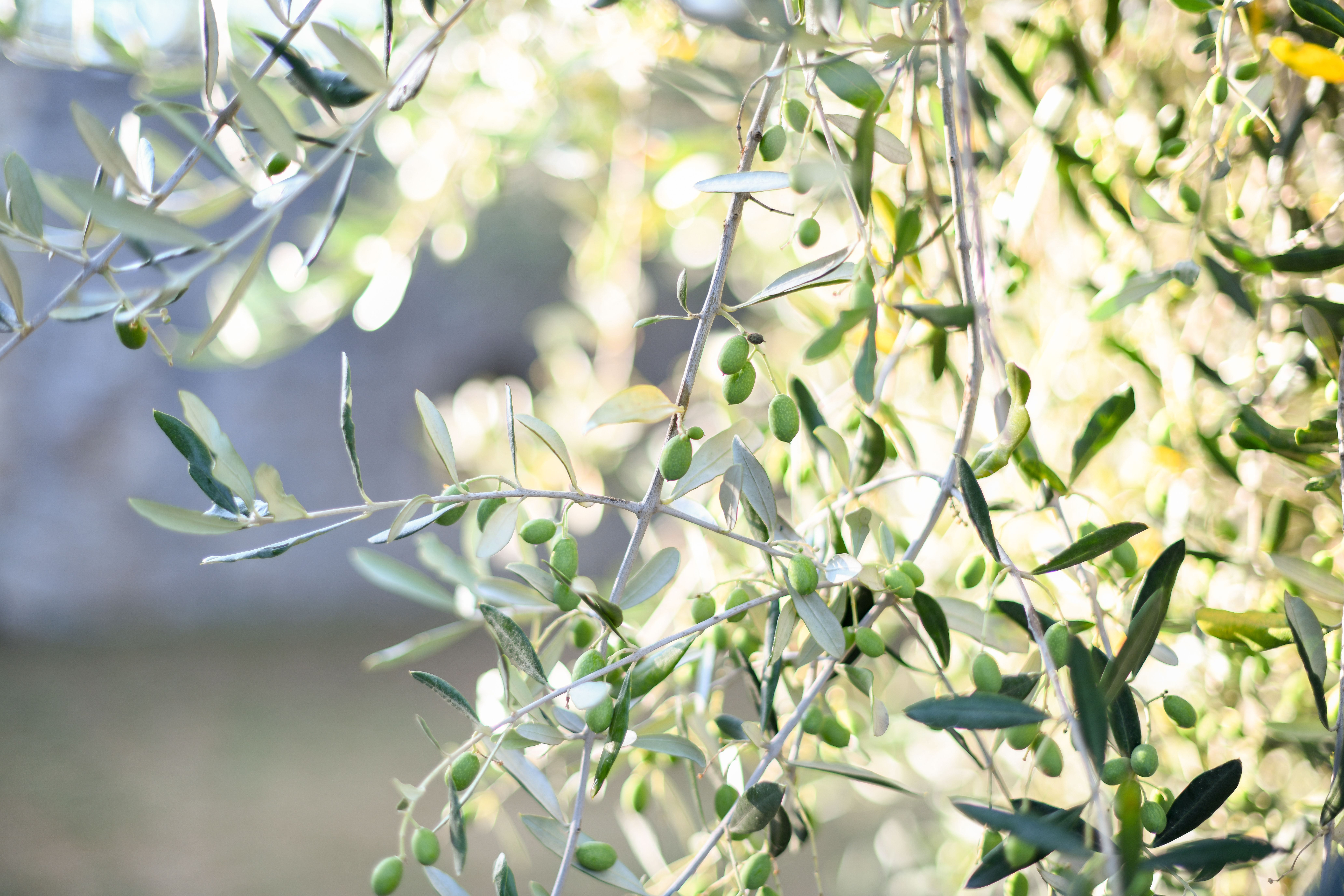 Olio nuovo non filtrato — 2