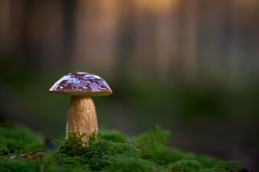 Carpaccio di Tartufo Estivo — 2