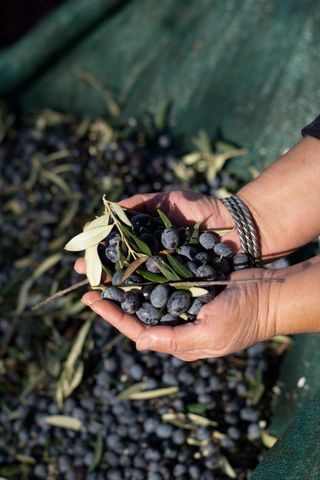 Olio EVO Estratto a Freddo Latta 3L