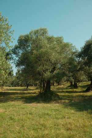 Olio EVO Monocultivar Coratina 750ml — 4