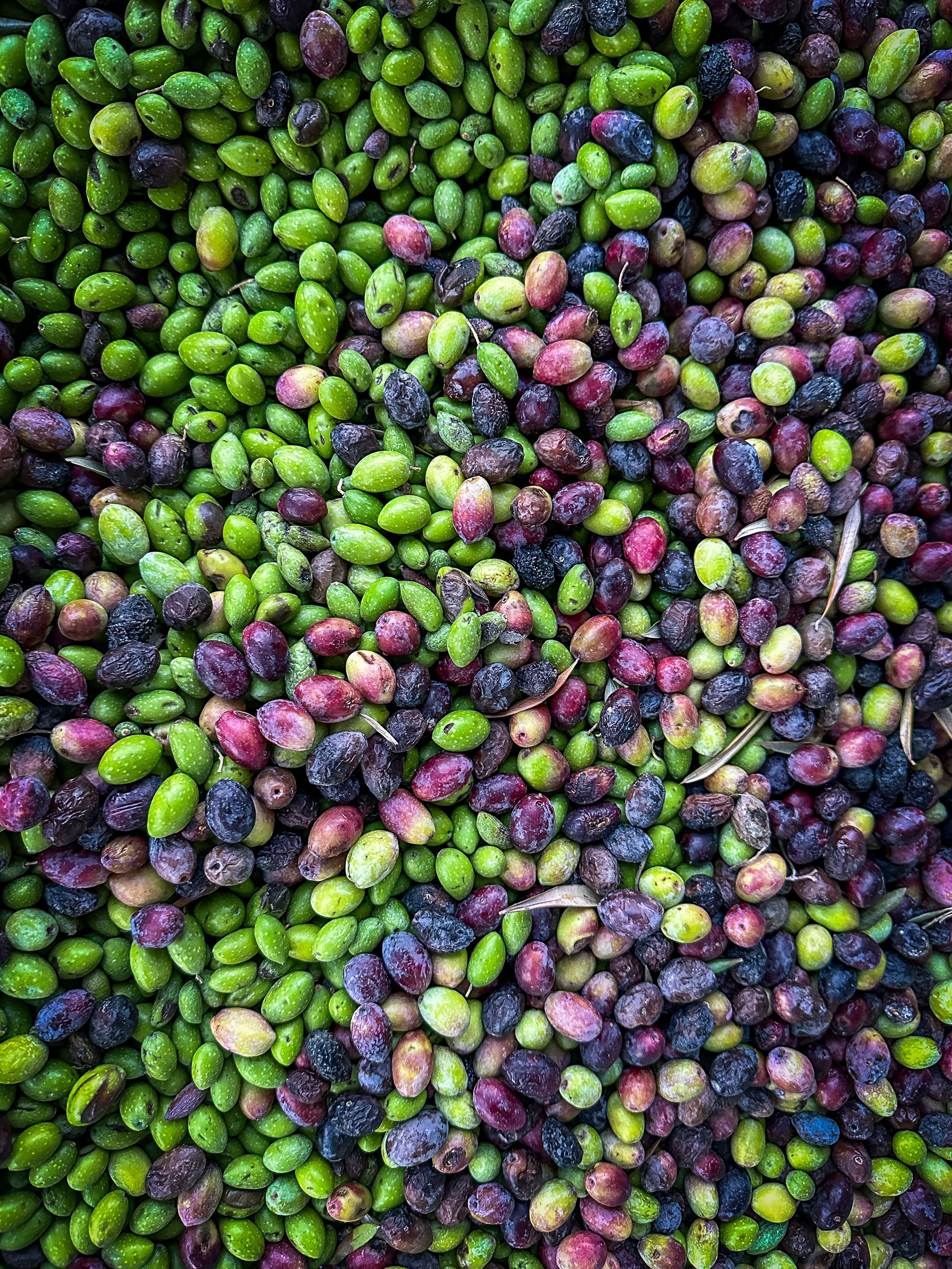 Olio nuovo non filtrato — 3
