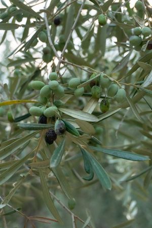 Olio EVO al Limone di Sorrento 250ml — 3