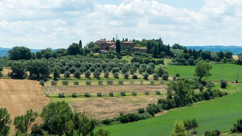 Olio extravergine di oliva DOP