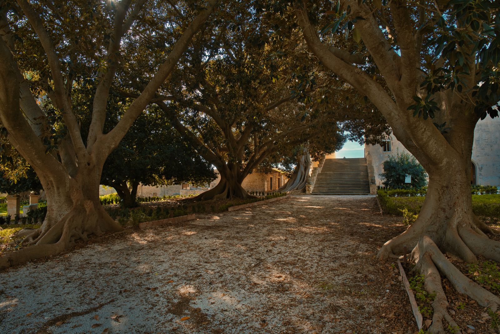 Sunlit pathway under ancient trees leading to stairs in Donnafugata, Sicily.