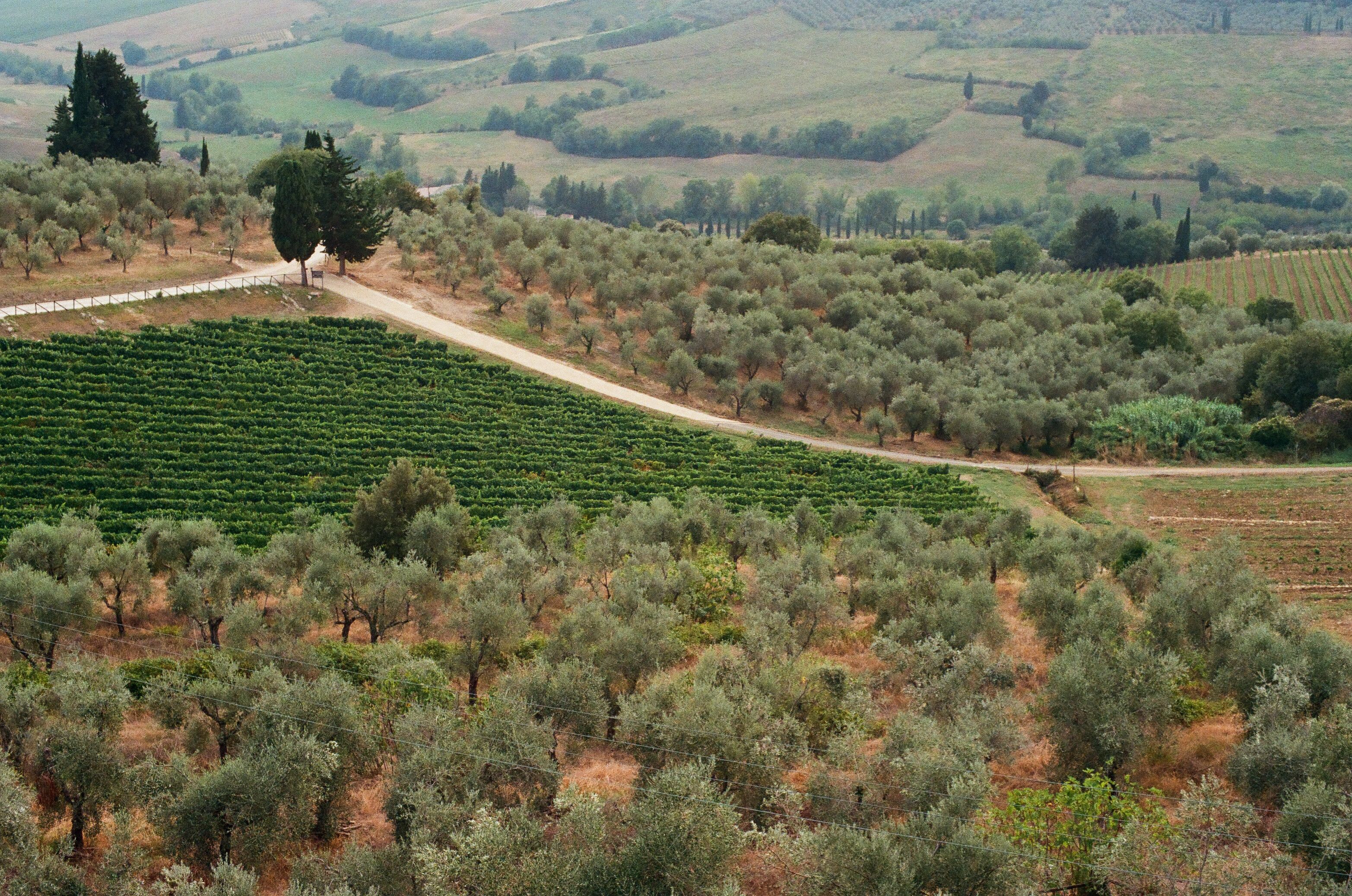 Grano Saraceno della Valtellina — 2