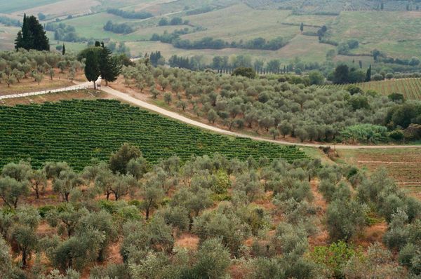 Olio EVO Estratto a Freddo Latta 3L — 2