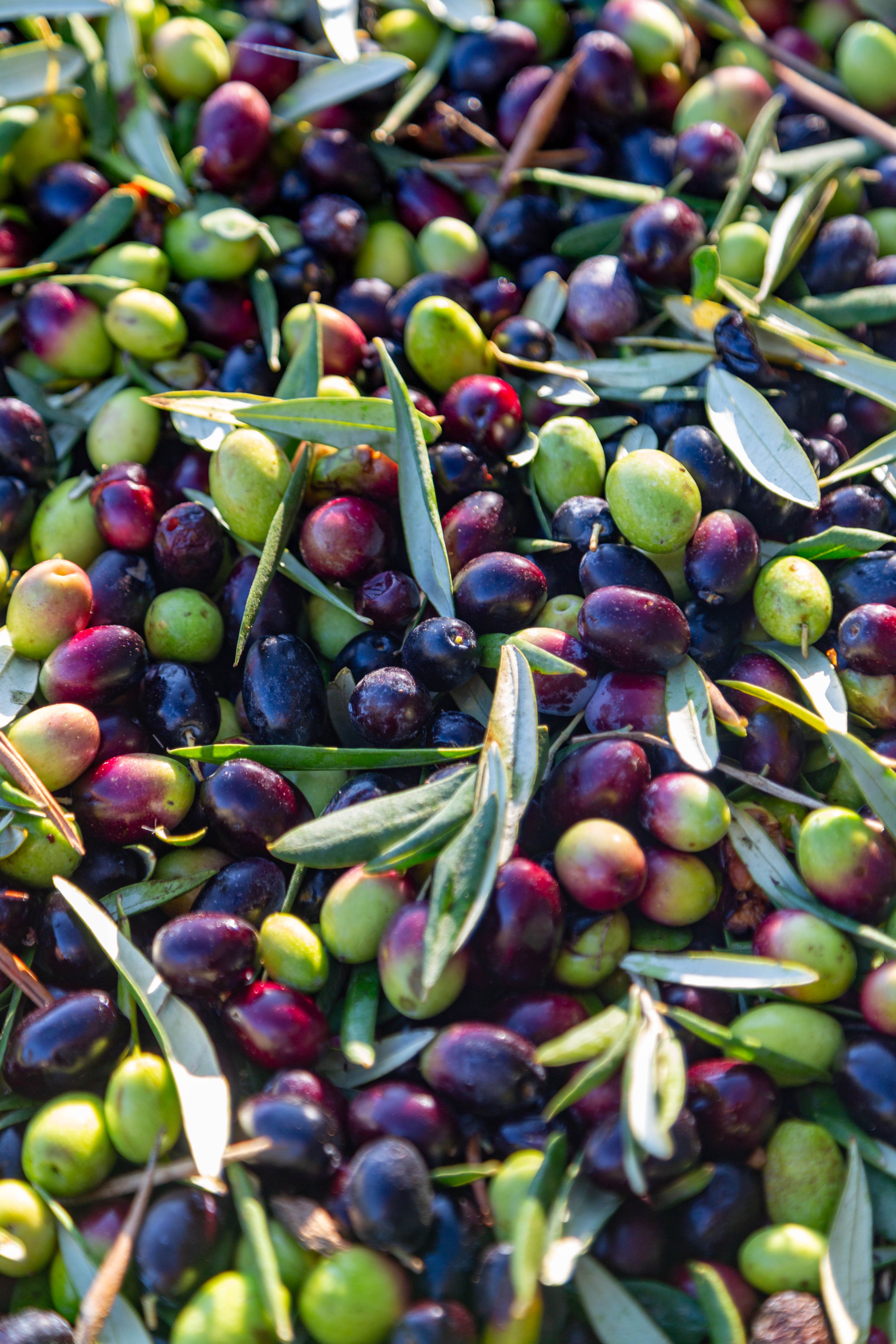 Olio EVO Terra di Bari DOP — 2