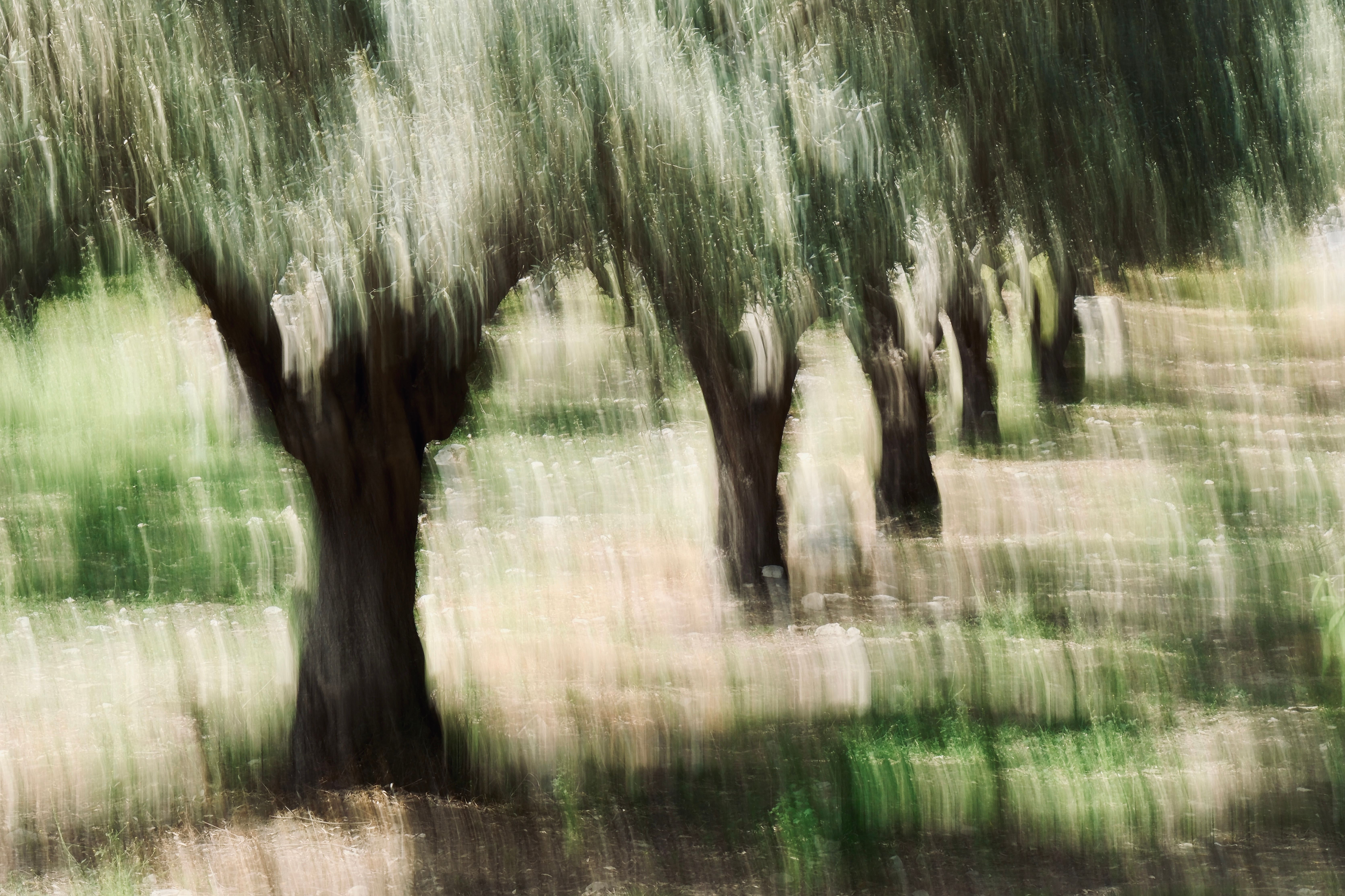 Olio EVO Terra di Bari DOP — Frantoio del Borgo S.r.l.