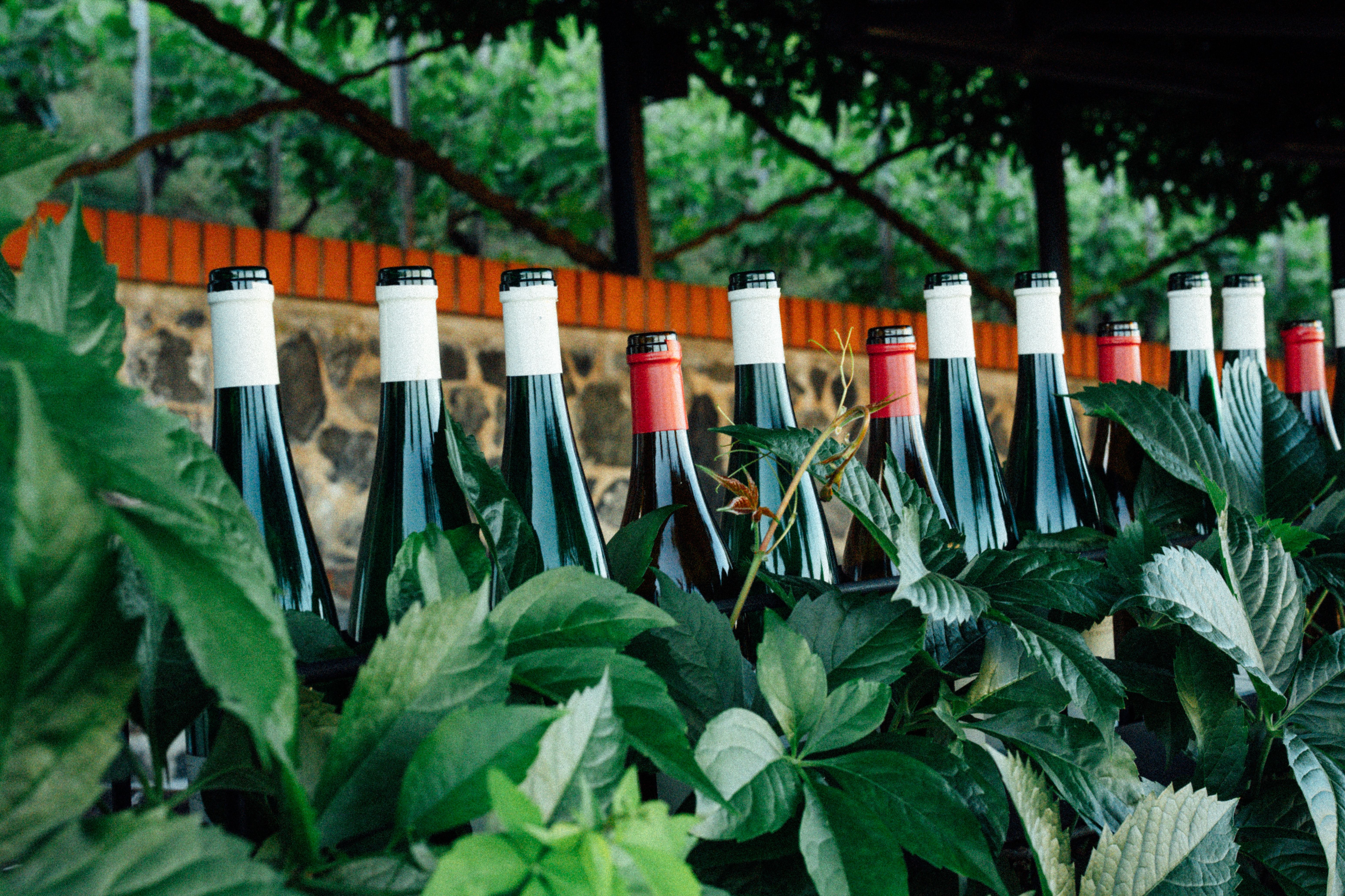 Bolgheri DOC Rosso Superiore 2019