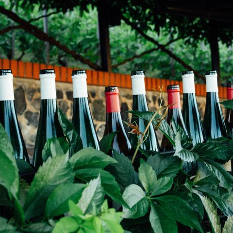 Bolgheri DOC Rosso Superiore 2019