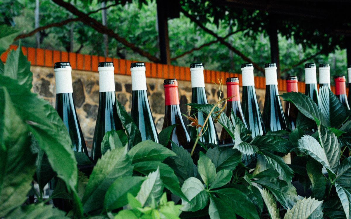 Bolgheri DOC Rosso Superiore 2019