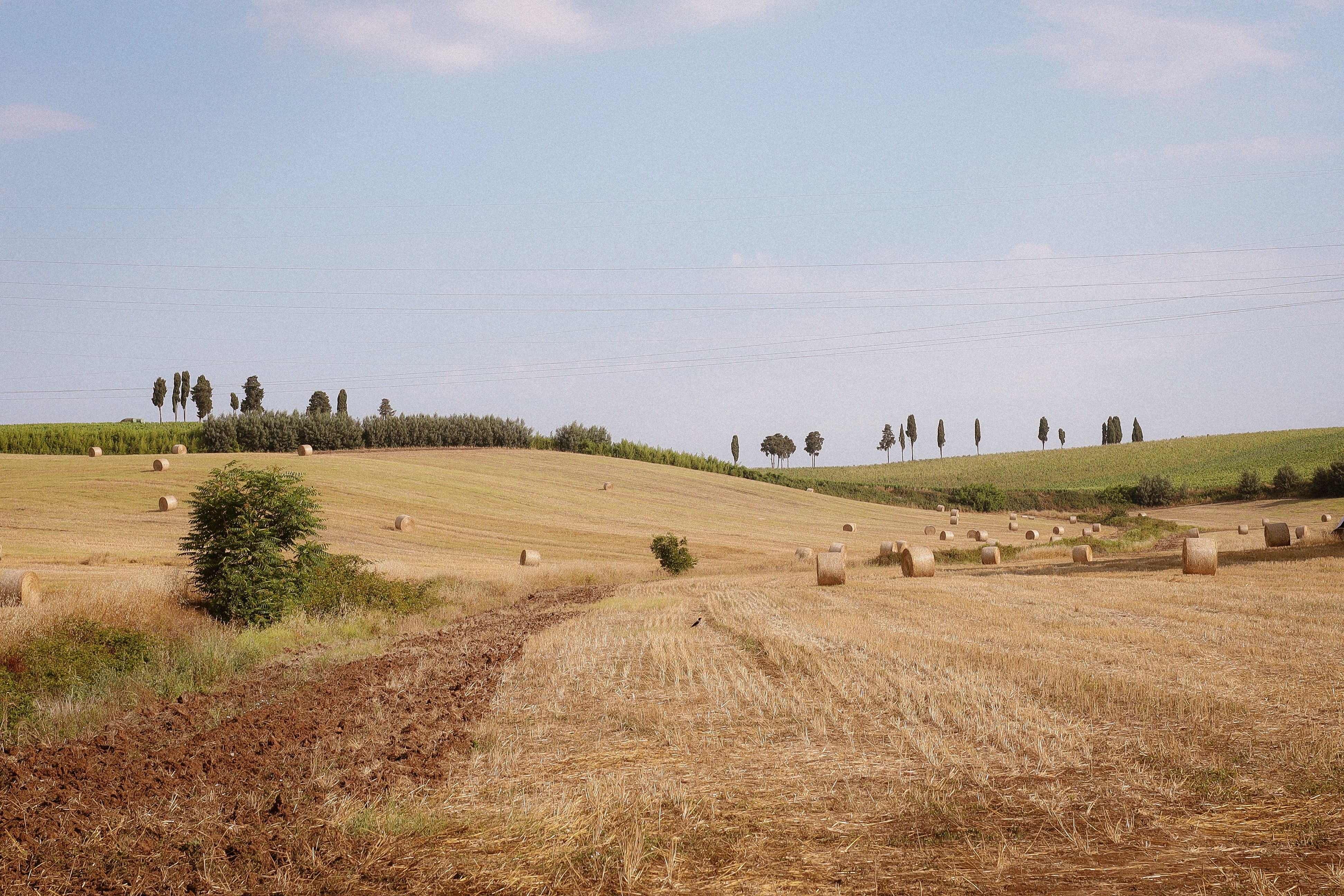 Ceci Neri della Murgia Carsica — 4