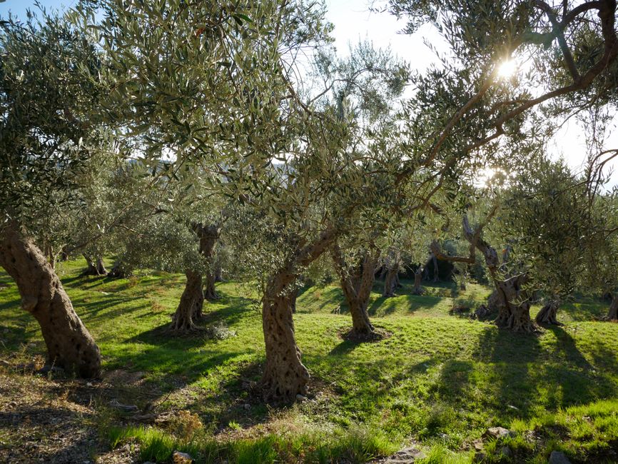 Olio nuovo non filtrato — Bottega delle Eccellenze S.r.l.