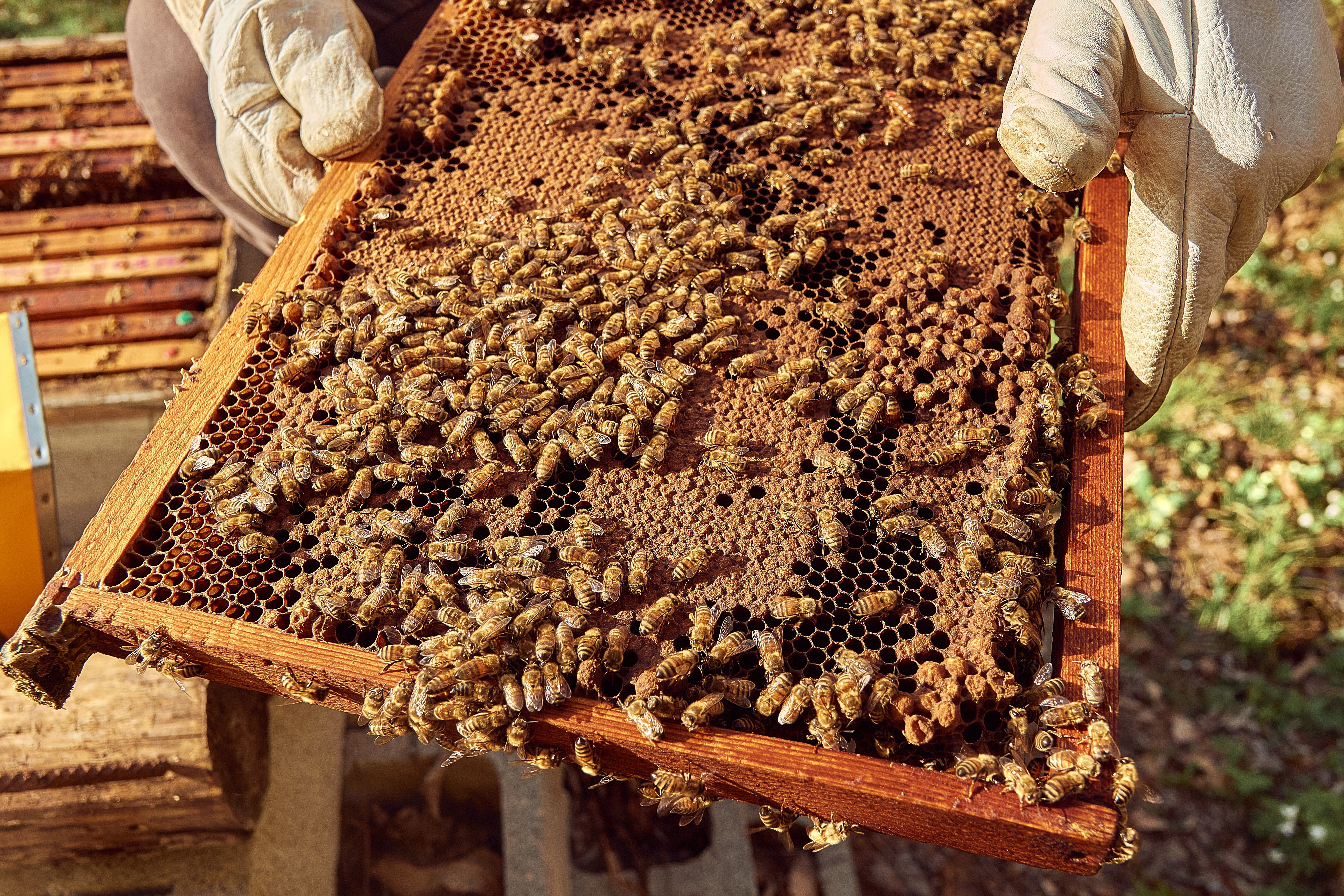 Polline Millefiori in Granuli 250g — 3