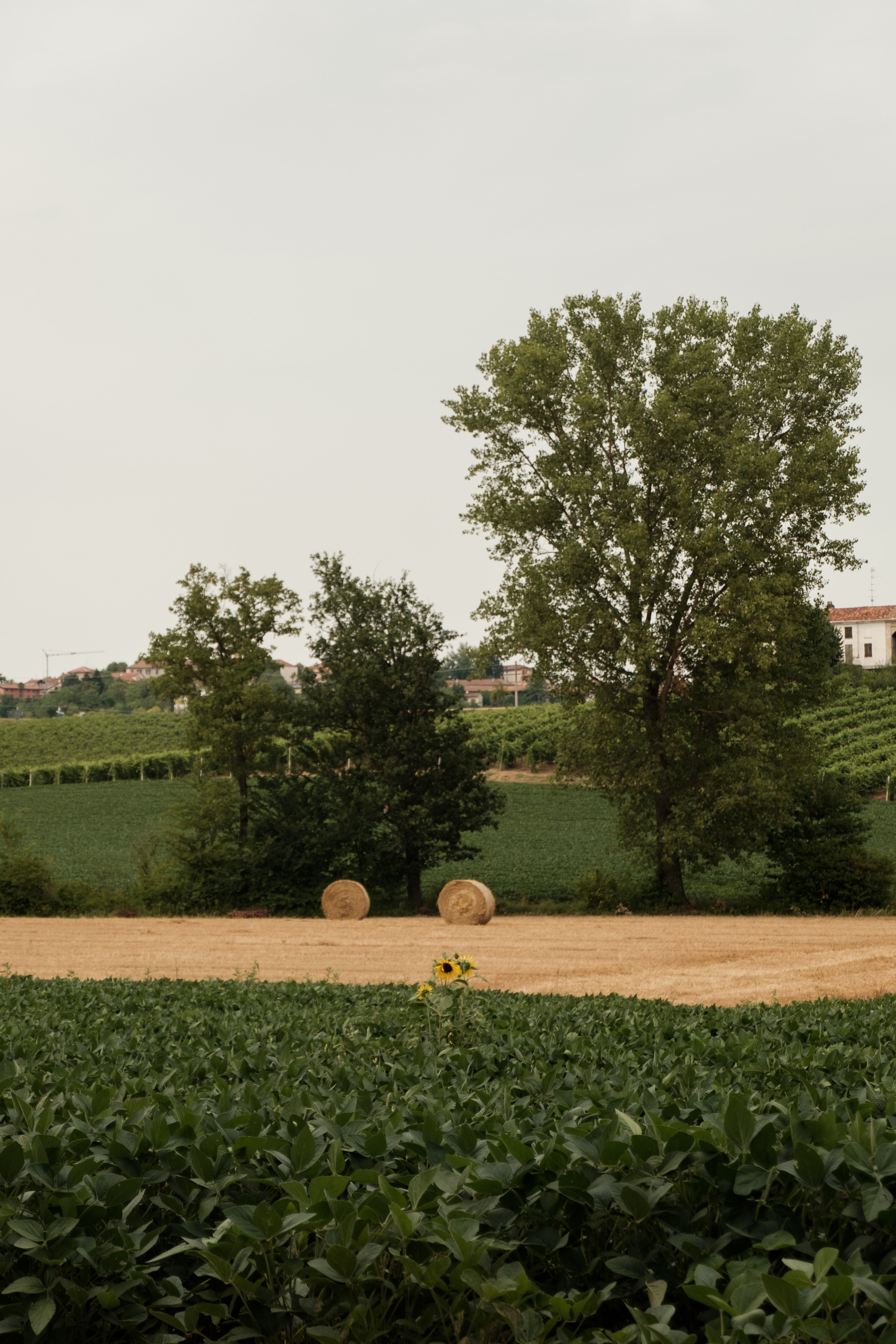 Mandorle di Noto Sgusciate — 2