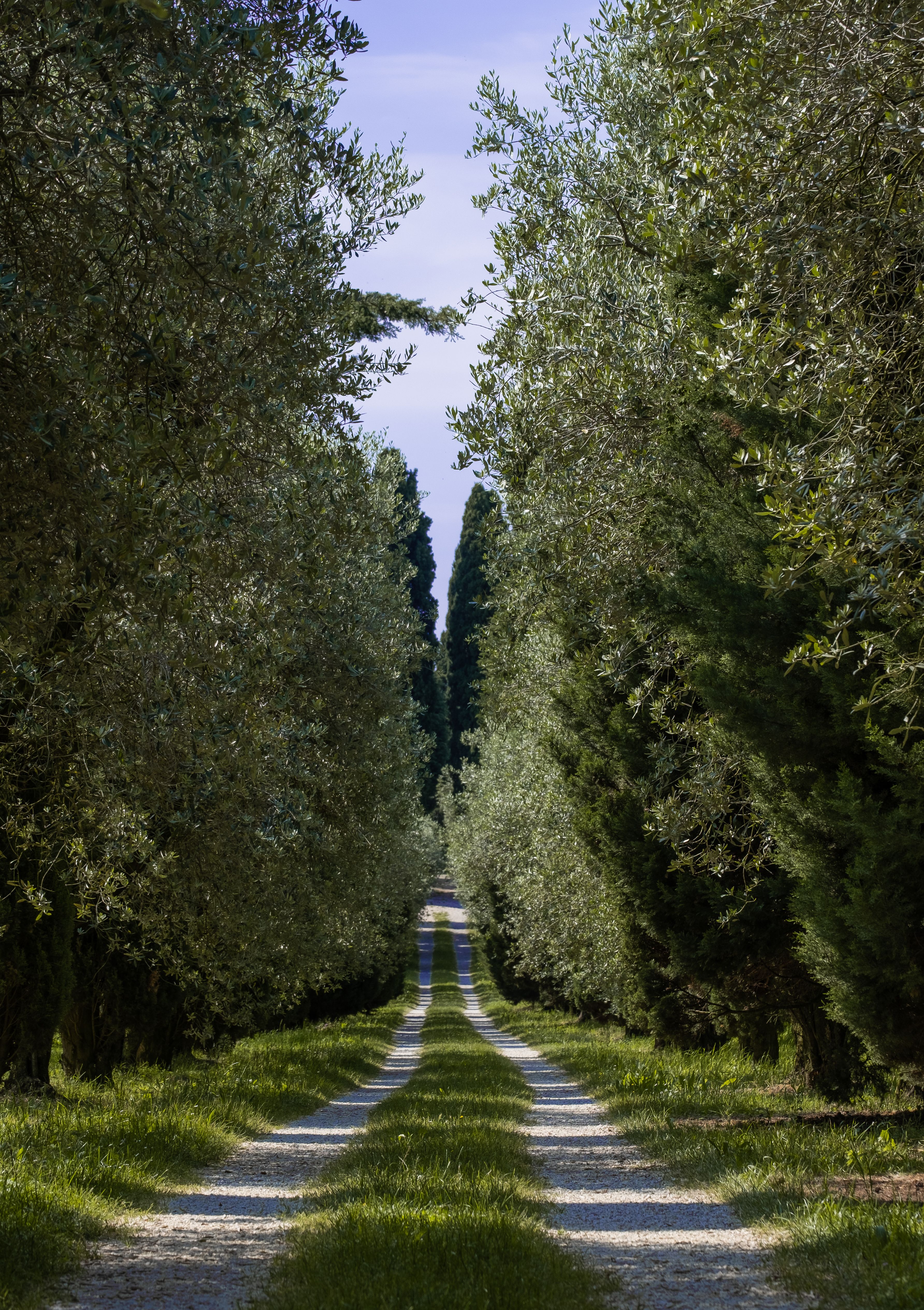 Olio extravergine di oliva DOP — 3