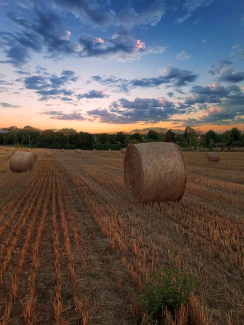 Farina 00 Macinata a Pietra 5kg — Terre del Sole di Puglia